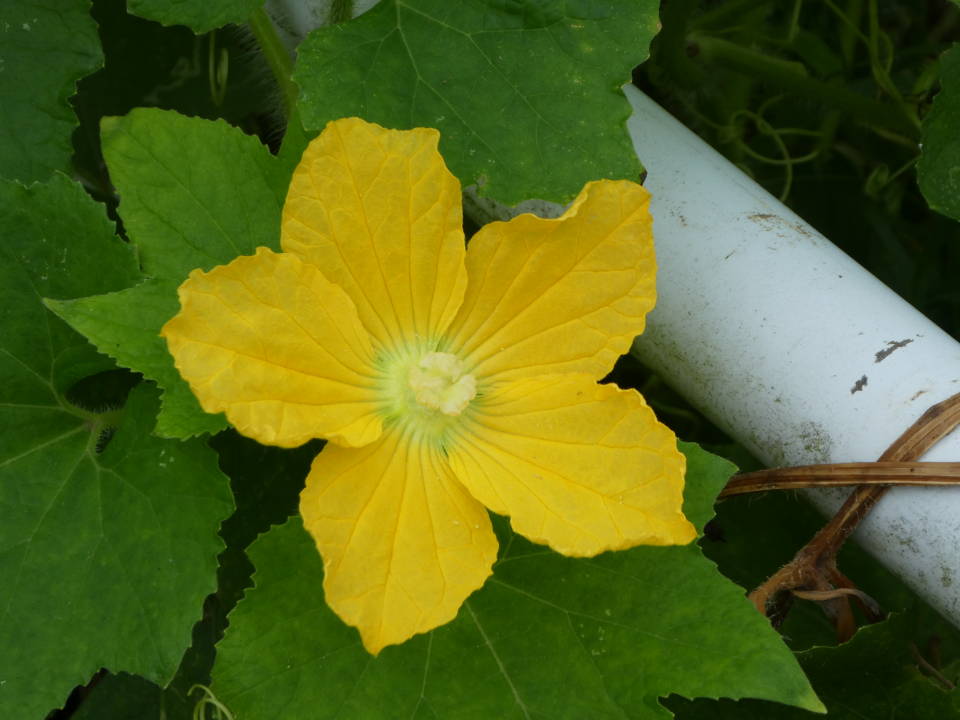 トウガンの花