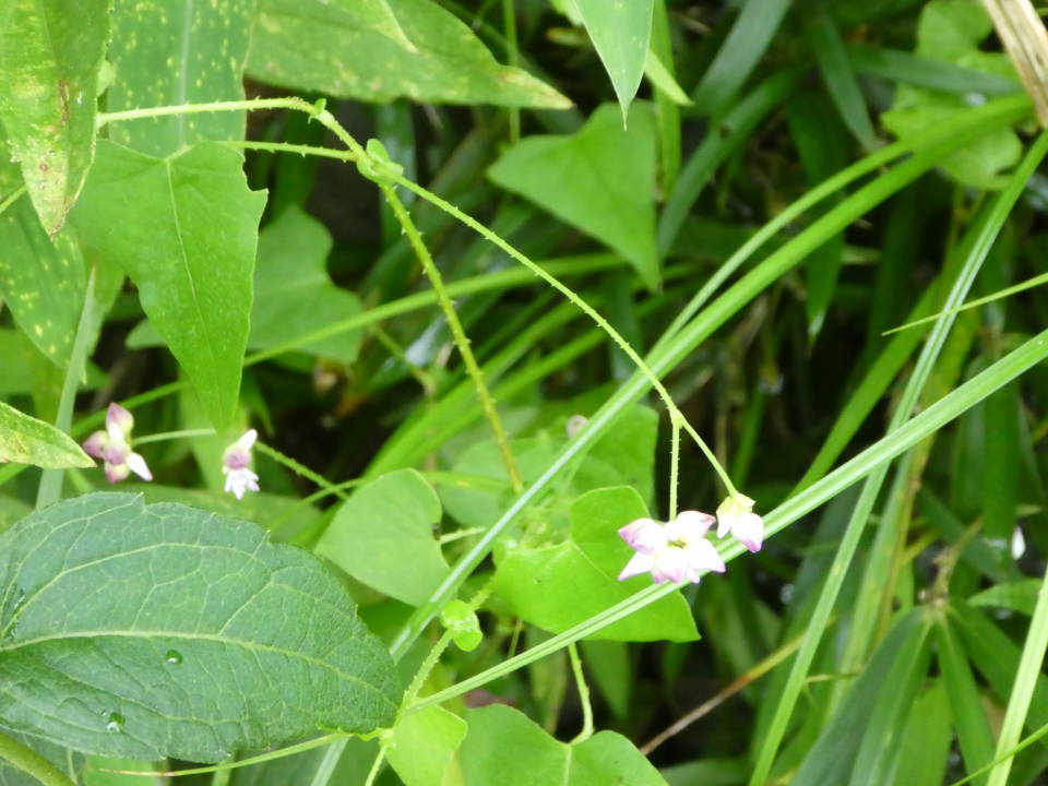 ママコノシリヌグイ花はよく似ているが茎がトゲトゲ