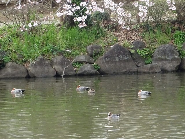 じゅん菜池緑地