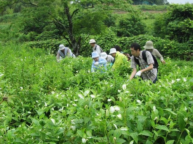 ハンゲショウの自生地　雑草抜きの様子