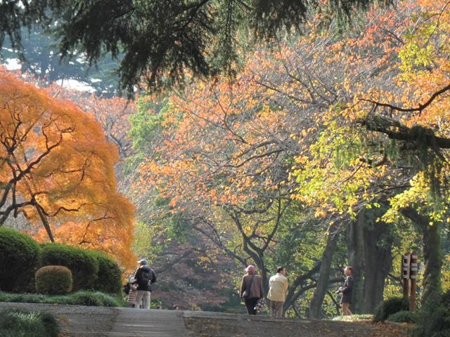 紅葉の下を歩く