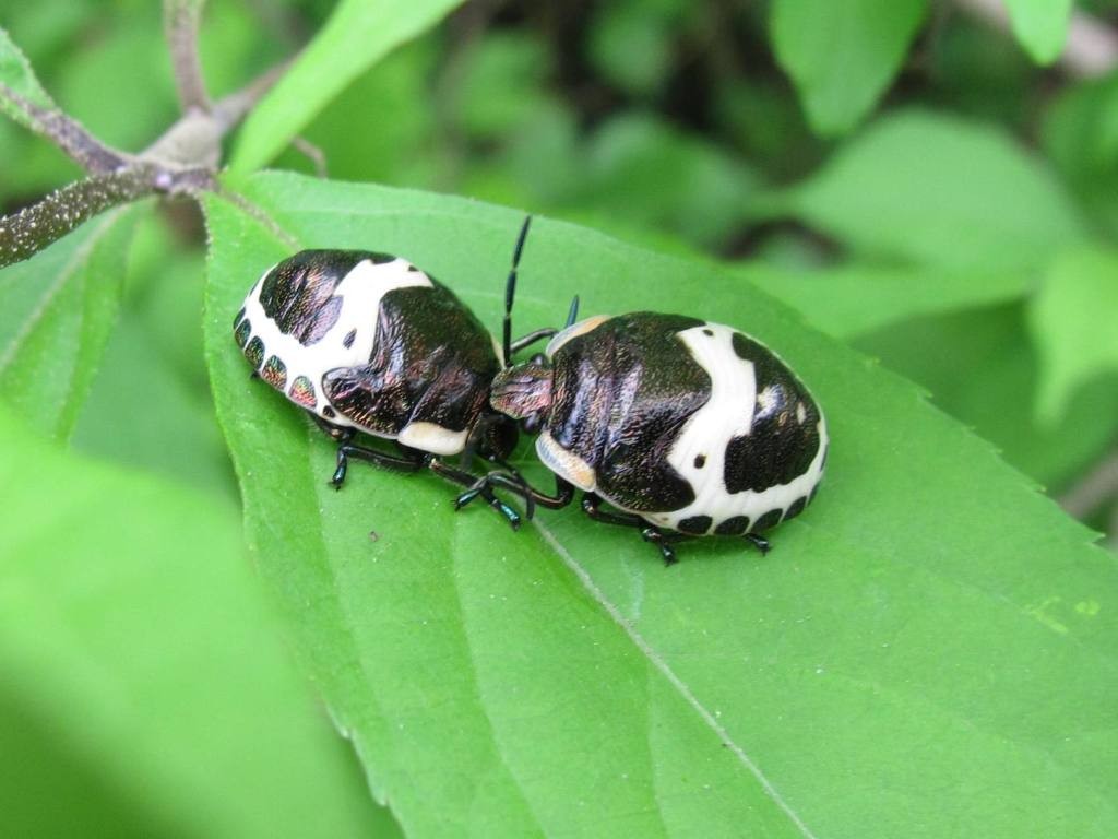 アカスジキンカメムシ（幼虫）