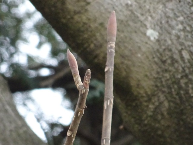 ホオノキ冬芽