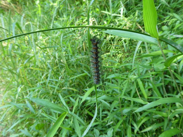 クワゴマダラヒトリ（幼虫