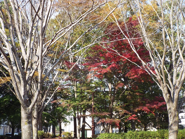 　情報大近くの御成台公園の紅葉