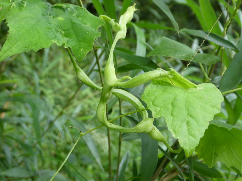 スズメウリの虫こぶ