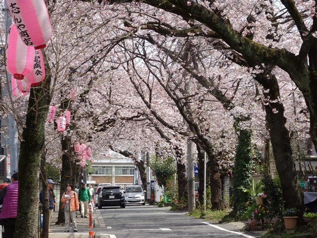 桜並木　　　　　　　胴吹き桜