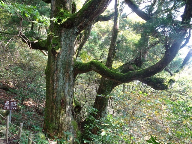 紫峰杉