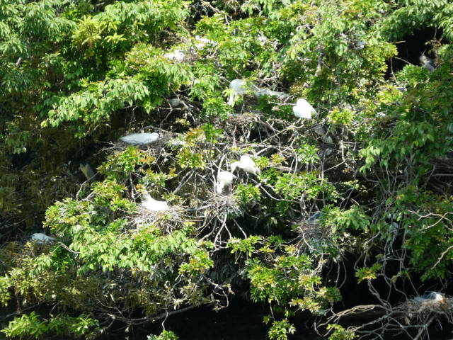 サギ達の巣