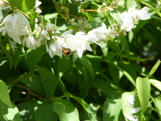 ③ウツギに花バチ