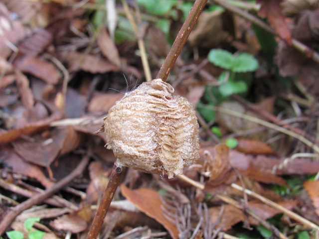 オオカマキリの卵鞘