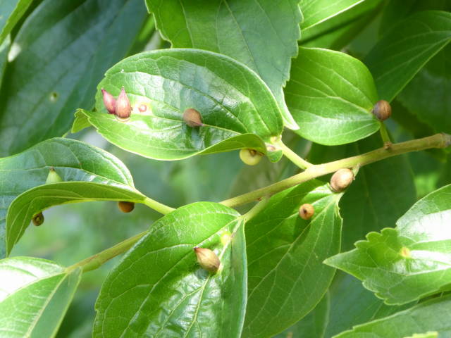 エノキの虫こぶとエノキハトガリタマフシ