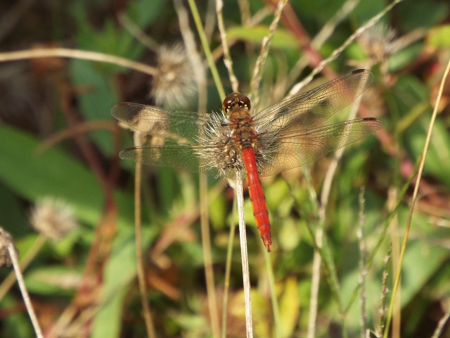 アキアカネ