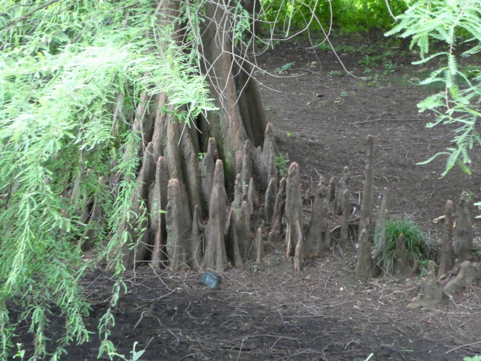 ラクウショウの気根