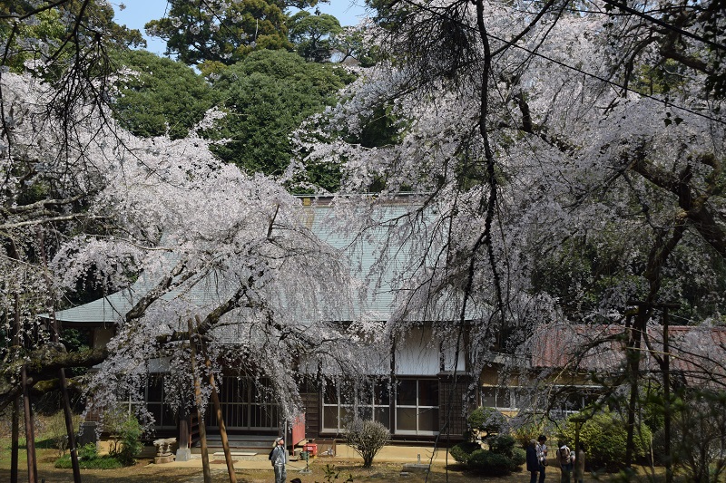 福星寺のシダレザクラ