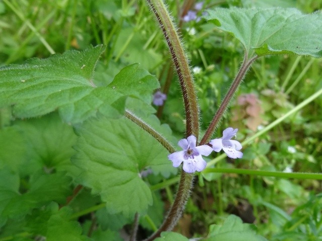 カキドオシ