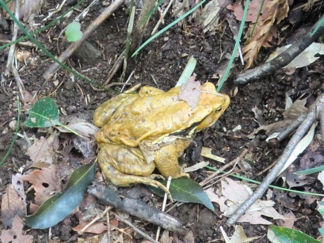 アズマヒキガエル
