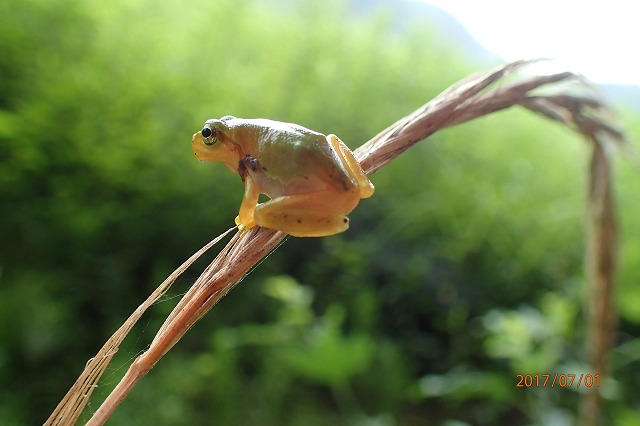 アマガエル赤ちゃん