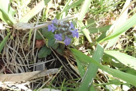 セイヨウジュウニヒトエ【森】