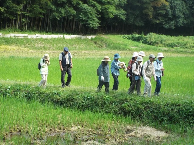 観察中