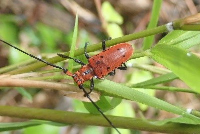 ホシベニカミキリ
