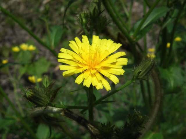 コウゾリナ　写真を削除してしまったためネットからお借りしました。（松江の花図鑑）