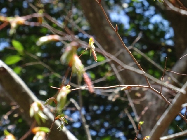 アカシデ（雌花）