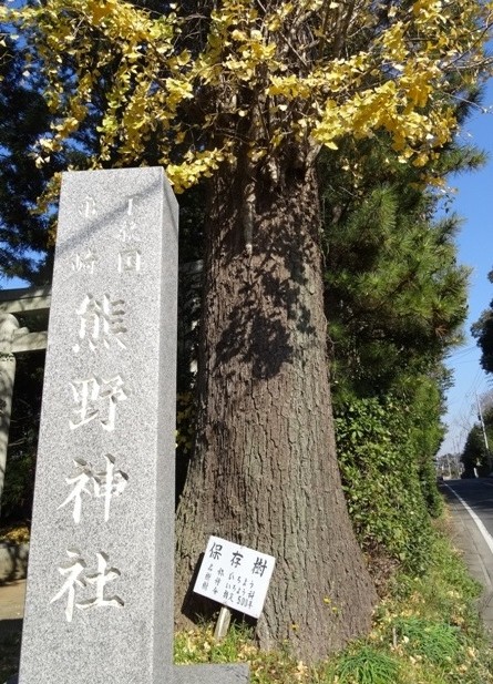 イチョウ（熊野神社）