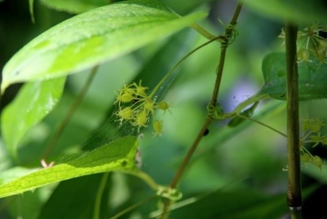 シオデの雄花