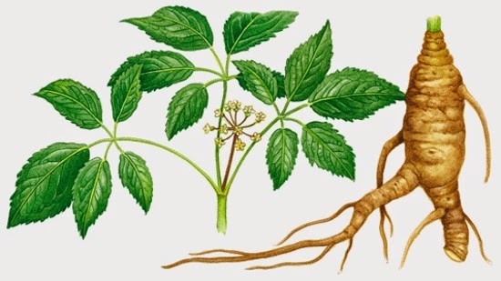 come consumare il ginseng per perdere peso come consumare il ginseng per perdere peso
