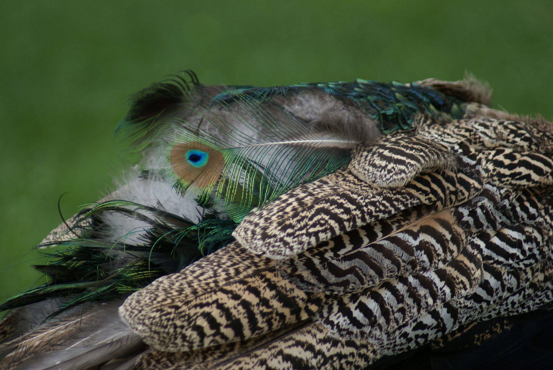 Peacock (Wilhelma Stuttgart)