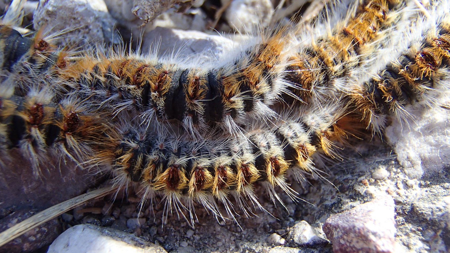 Fluffy caterpillars