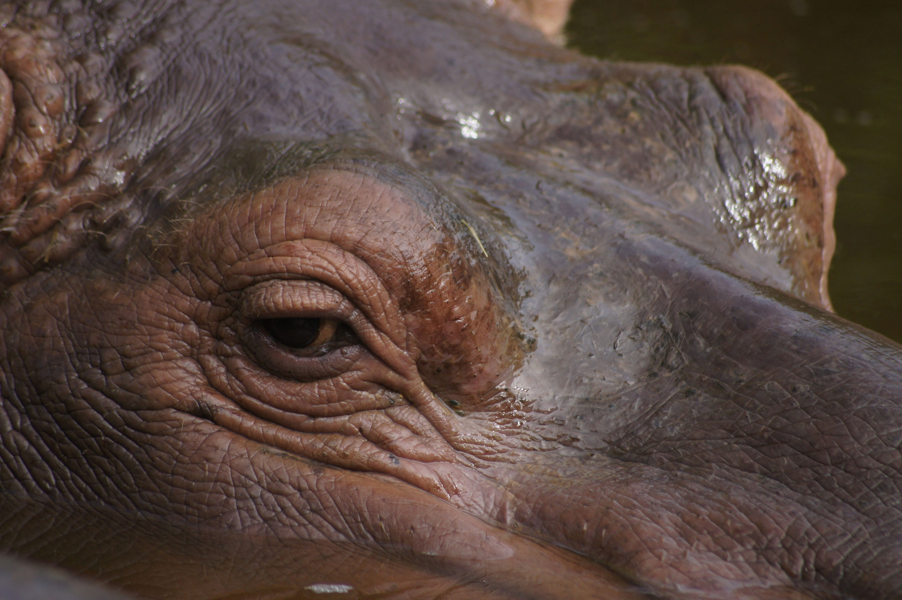 Hippo (Wilhelma Stuttgart)