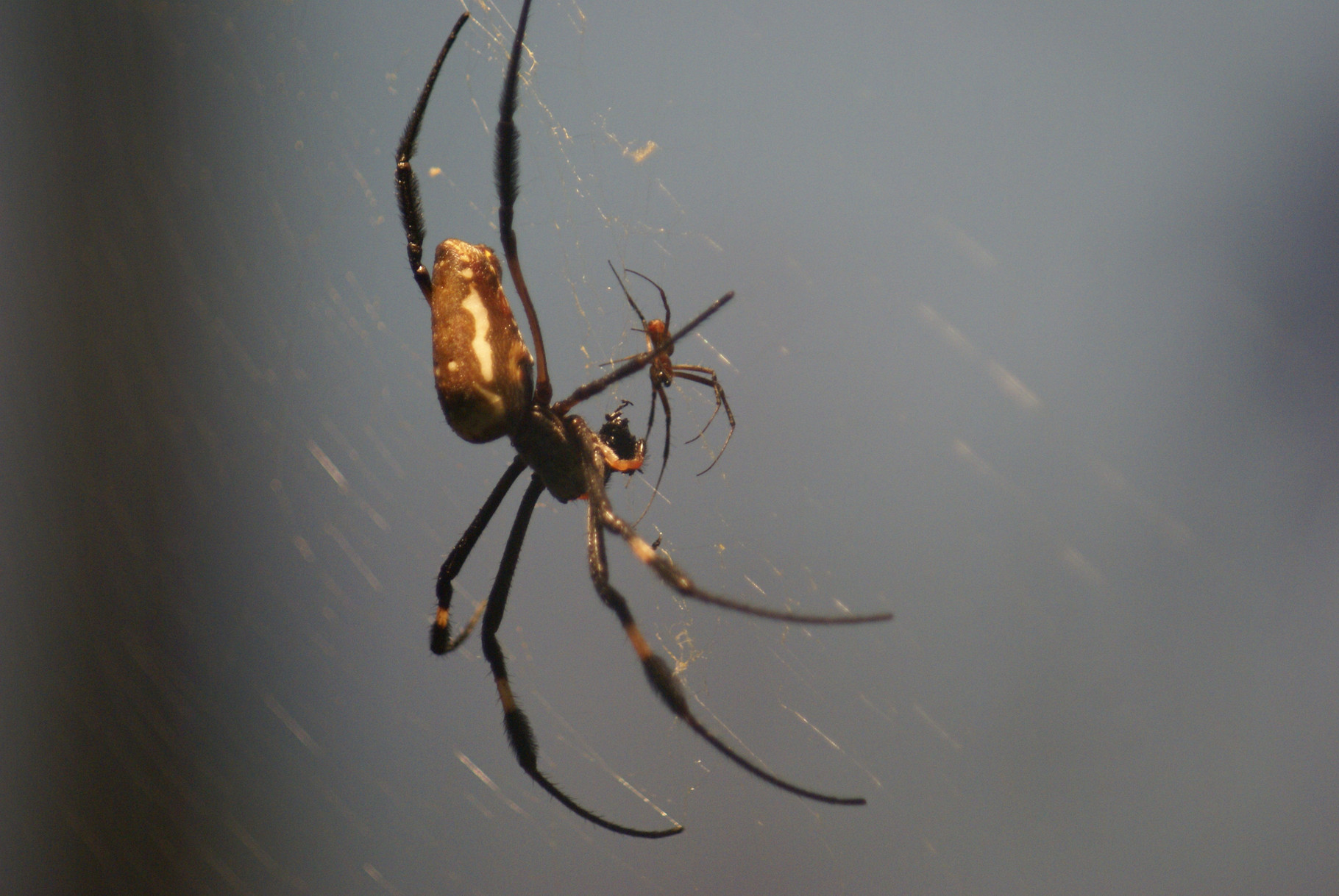 Spider (Wilhelma Stuttgart)