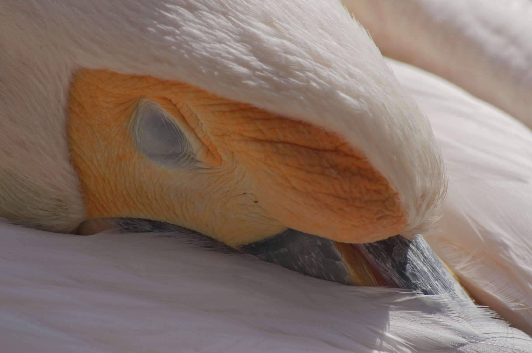 Sleeping pelican (Wilhelma Stuttgart)