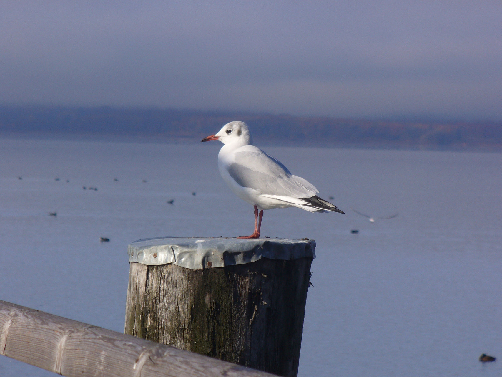 Gull (Lake Ammer)