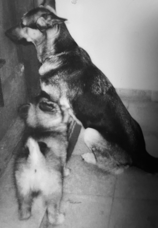 Bambuli, der hibbelige Schäferhund und Bartok, der Wolfsspitzrüde