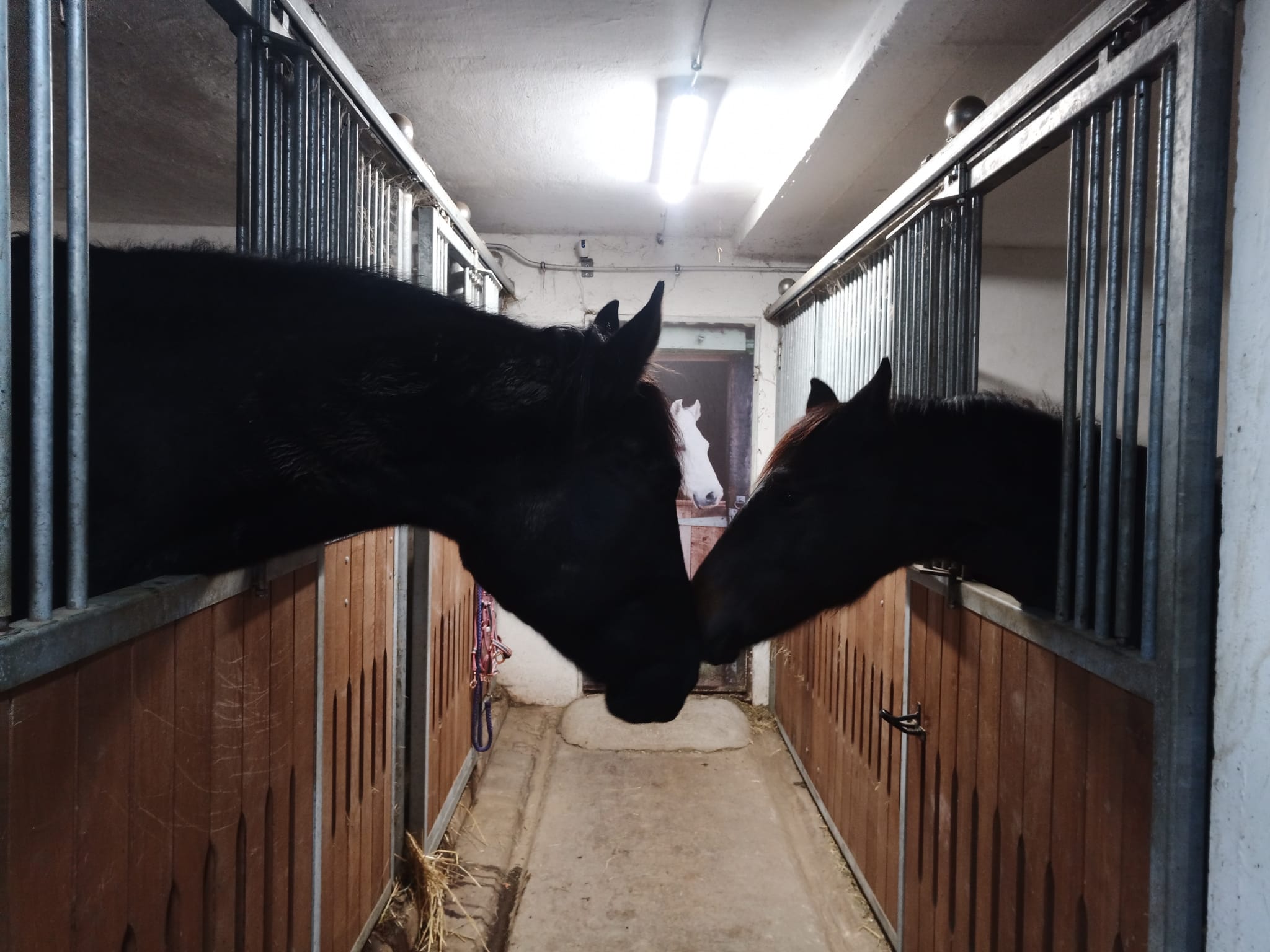 Moritz unser größtes Pferd, hilft Finja beim einschlafen und erzählt Ihr noch eine gute nacht Geschichte von Ohr zu Ohr