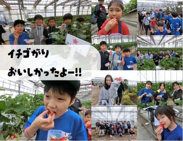【藤沢市】藤沢スカイ、いちご狩りしたよー