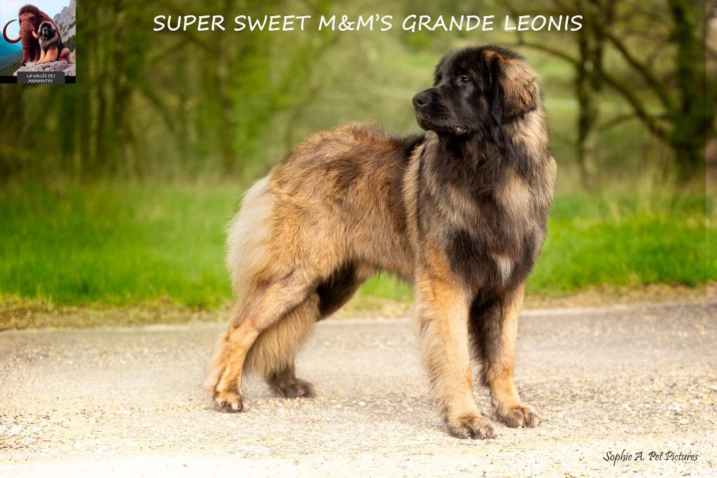 URSUS 13 MOIS