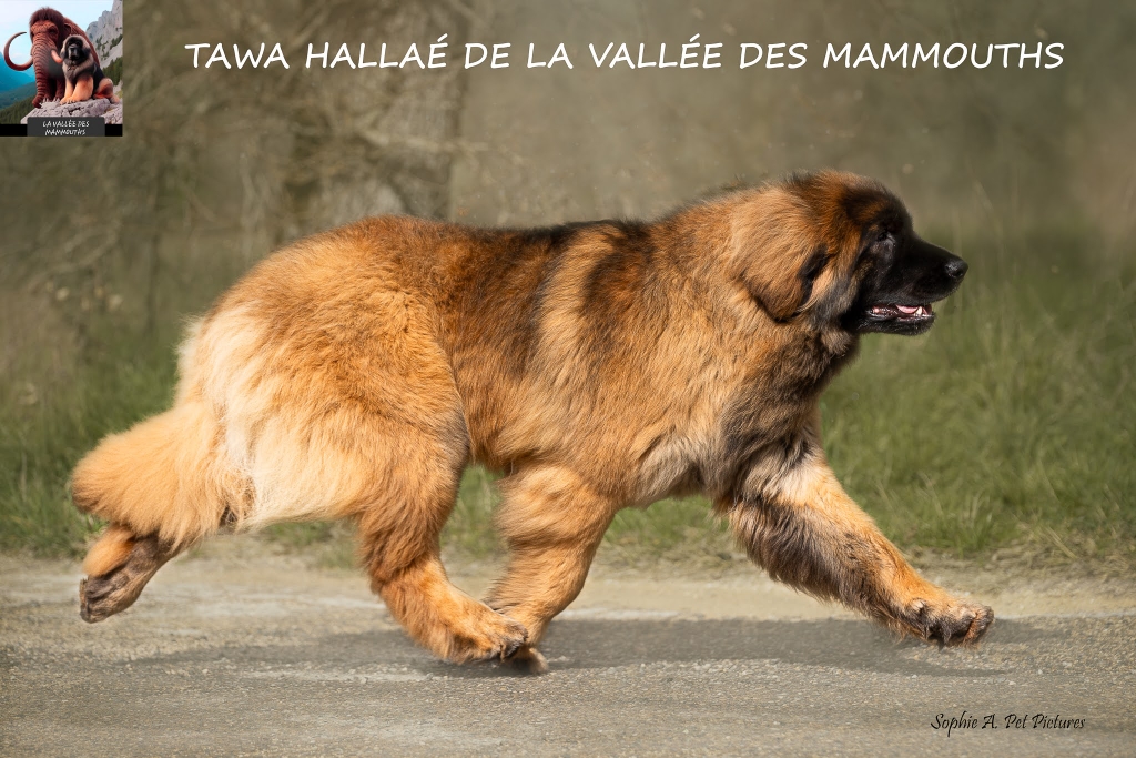 TAWA 18 MOIS