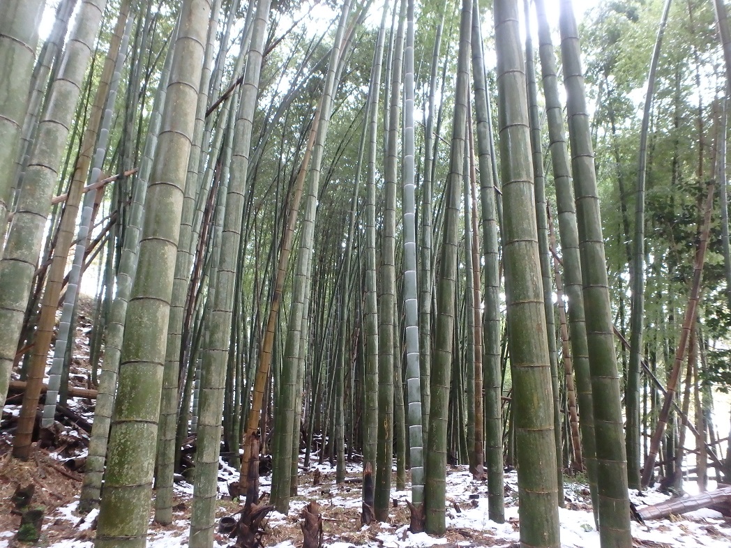 vol.107 竹切り - 茅葺き ぶんな：京都府南丹市美山町の茅葺き屋根職人
