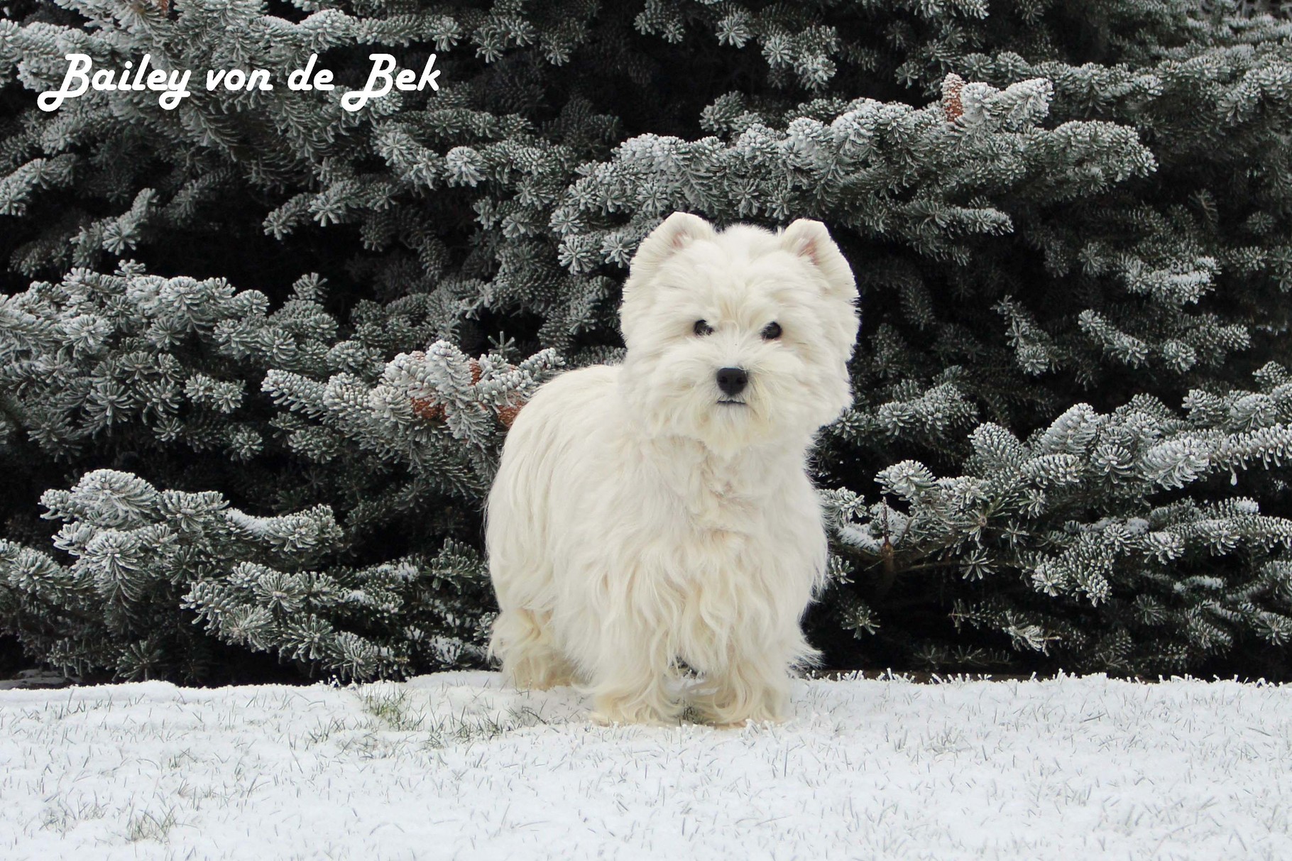 Bailey von de Bek 01/2016
