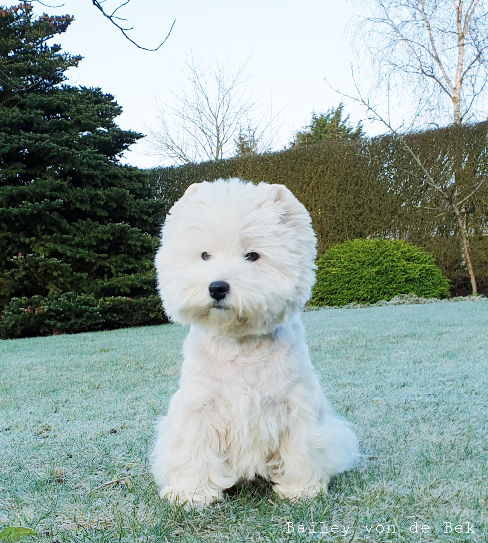 Bailey im Januar 2020