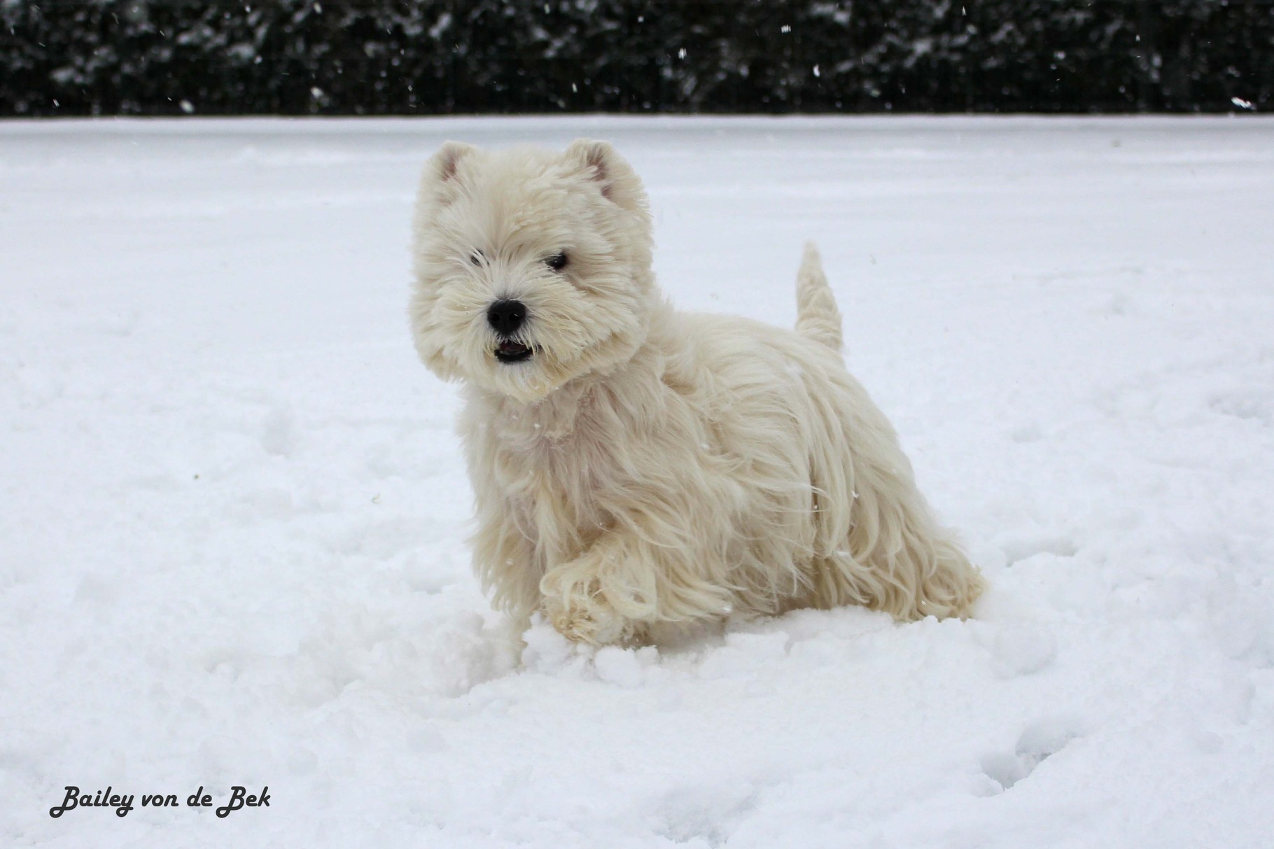 Bailey von de Bek 01/2015