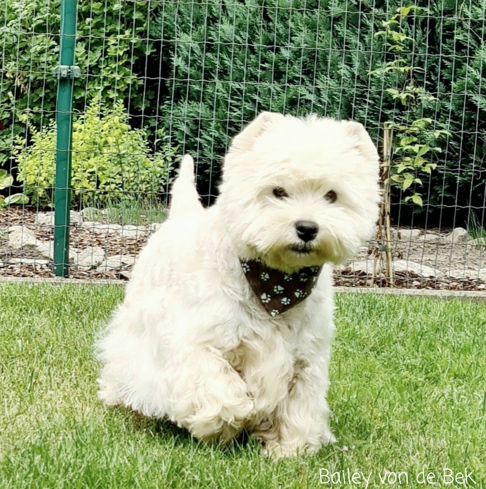 Bailey im Juli 2021