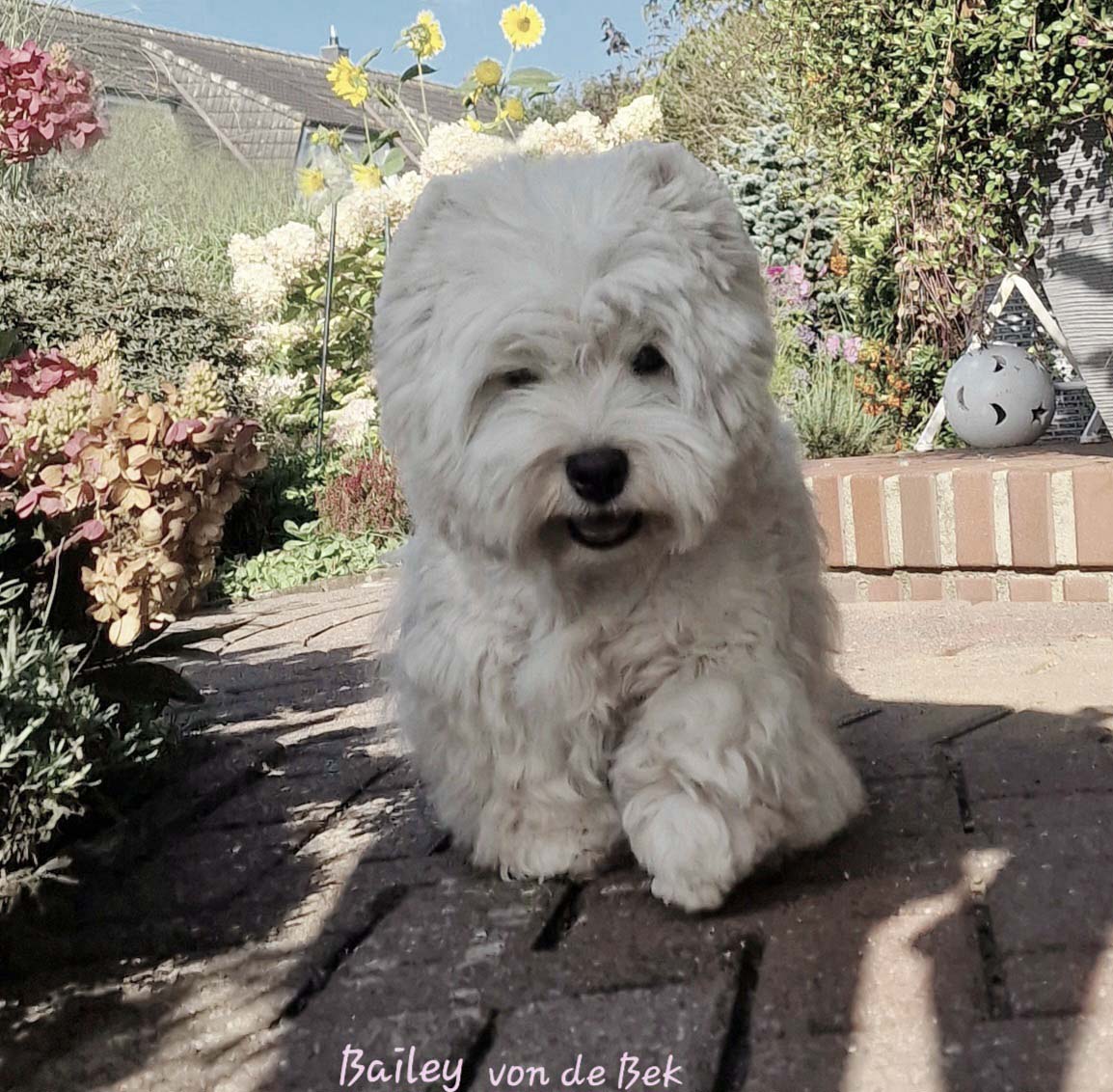 Bailey 09/2023