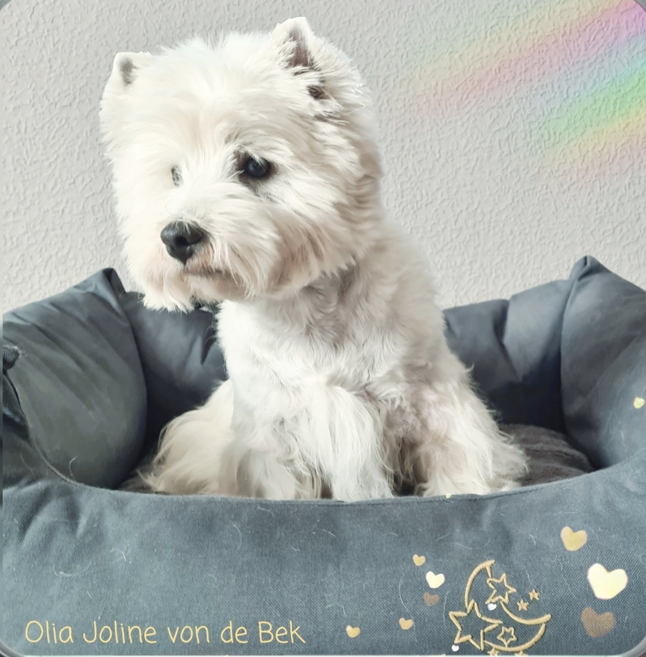 Olia Joline 04/2021