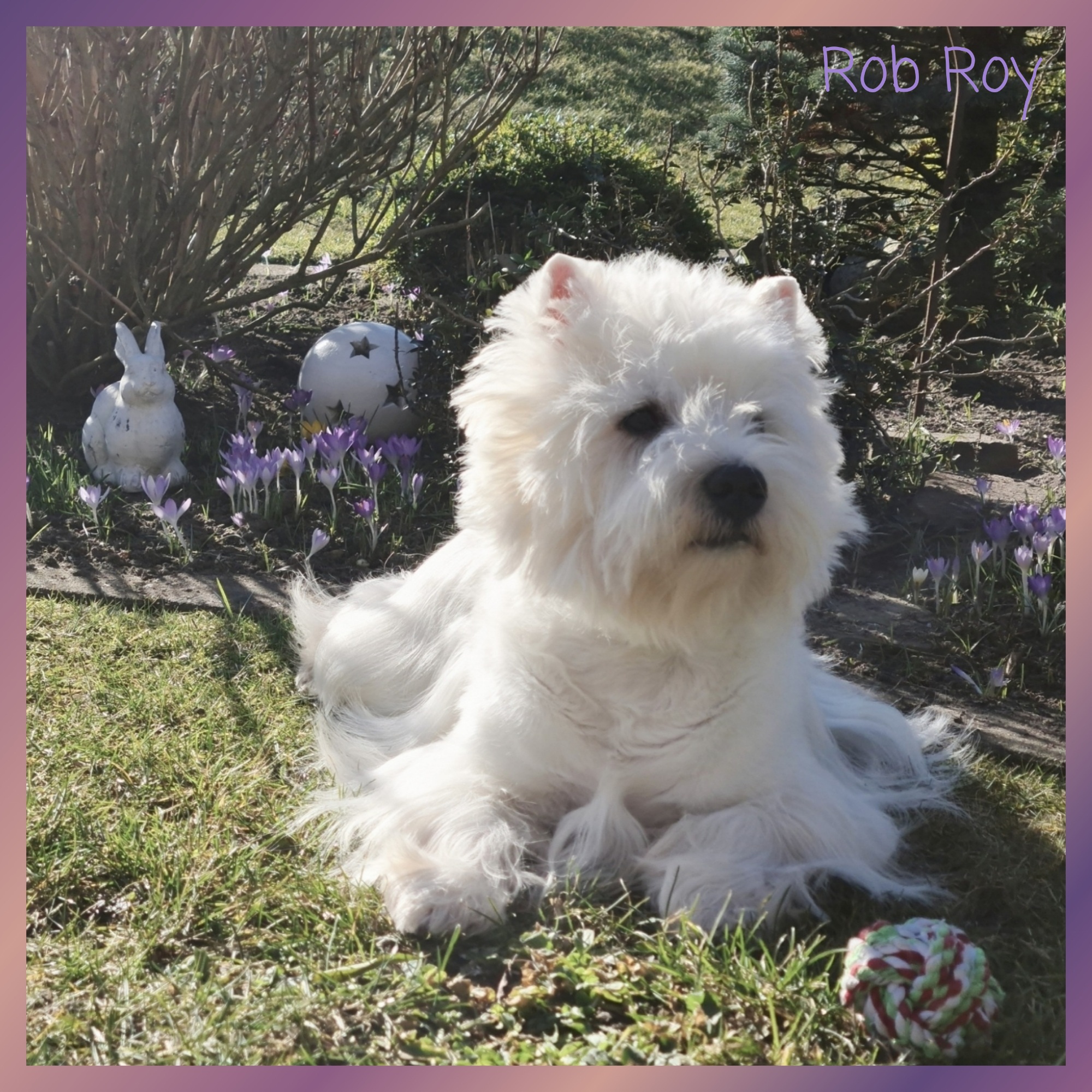 Rob Roy 03/2021
