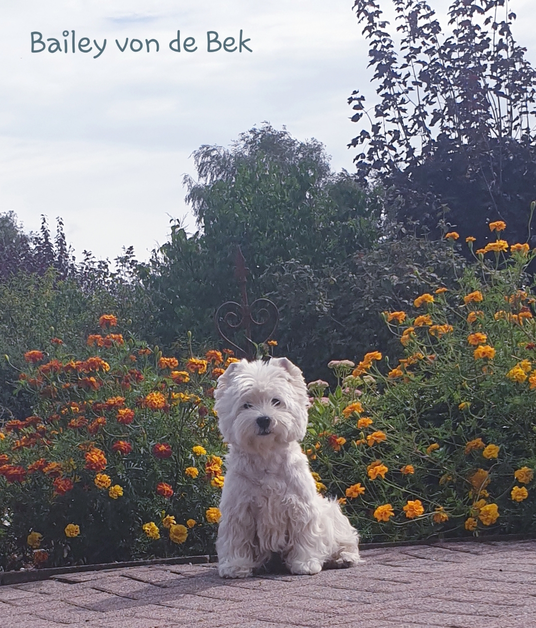 Bailey im September 2019